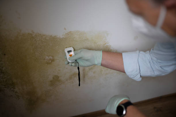 Best Black Mold Removal  in Trappe, PA